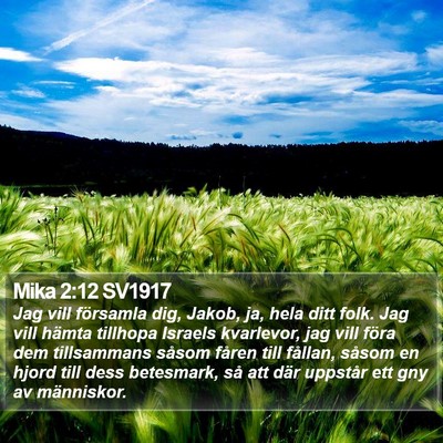 Mika 2:12 SV1917 Bible Verse Image