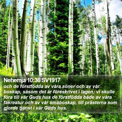 Nehemja 10:36 SV1917 Bible Verse Image