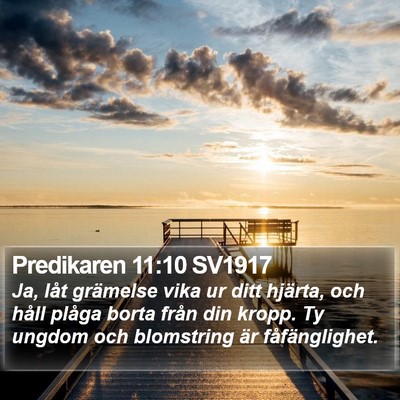 Predikaren 11:10 SV1917 Bible Verse Image