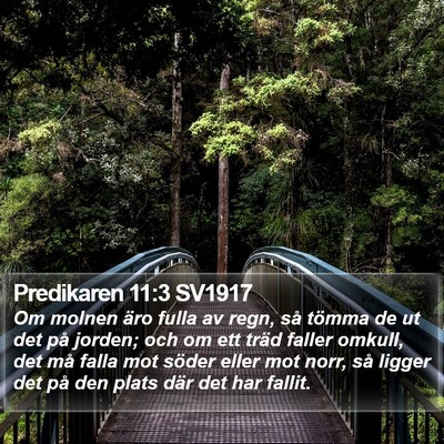 Predikaren 11:3 SV1917 Bible Verse Image