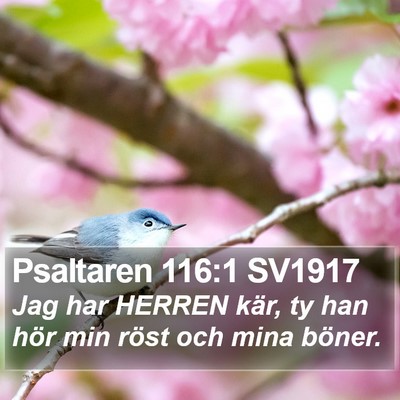 Psaltaren 116:1 SV1917 Bible Verse Image