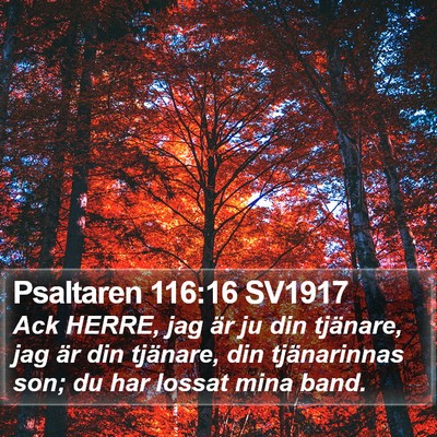 Psaltaren 116:16 SV1917 Bible Verse Image