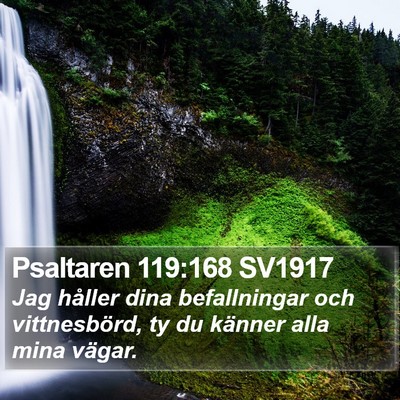 Psaltaren 119:168 SV1917 Bible Verse Image