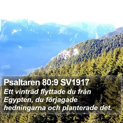 Psaltaren 80:9 SV1917 Bible Verse Image