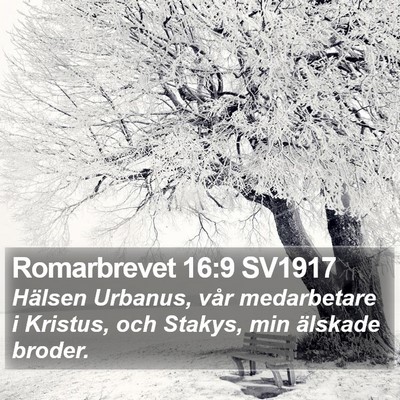Romarbrevet 16:9 SV1917 Bible Verse Image