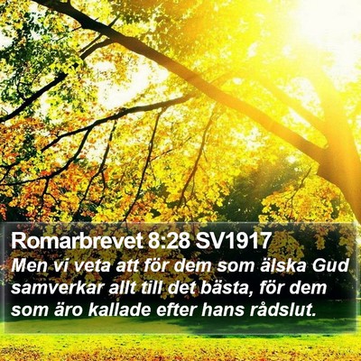 Romarbrevet 8:28 SV1917 Bible Verse Image