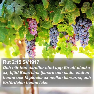 Rut 2:15 SV1917 Bible Verse Image
