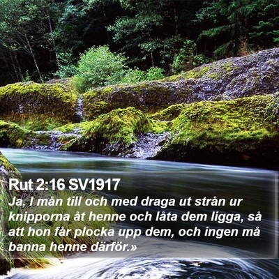 Rut 2:16 SV1917 Bible Verse Image