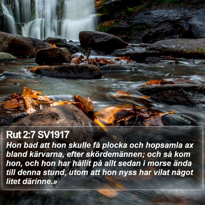 Rut 2:7 SV1917 Bible Verse Image