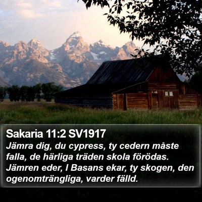 Sakaria 11:2 SV1917 Bible Verse Image