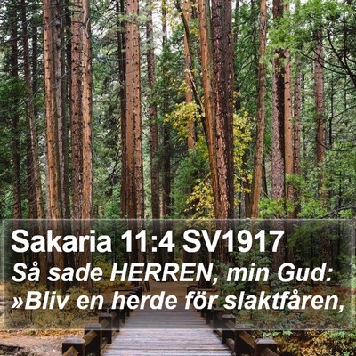 Sakaria 11:4 SV1917 Bible Verse Image
