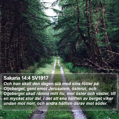 Sakaria 14:4 SV1917 Bible Verse Image