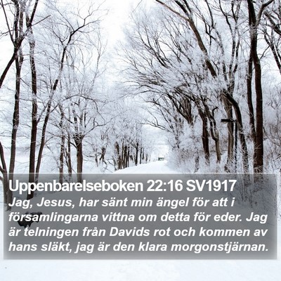 Uppenbarelseboken 22:16 SV1917 Bible Verse Image