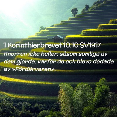 Picture 02 - 1 Korinthierbrevet 10:10 SV1917 - Knorren icke heller, såsom somliga av dem - Bible Verse Picture