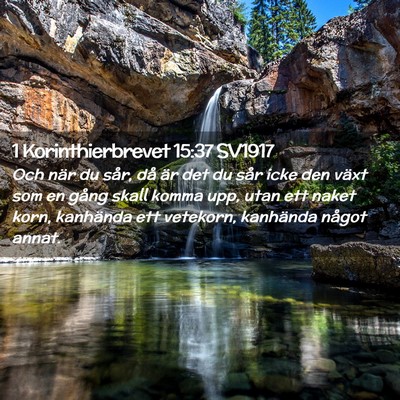 Picture 02 - 1 Korinthierbrevet 15:37 SV1917 - Och när du sår, då är det du sår icke den - Bible Verse Picture