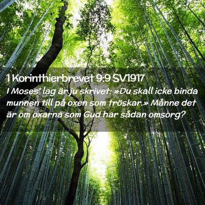 Picture 02 - 1 Korinthierbrevet 9:9 SV1917 - I Moses' lag är ju skrivet: »Du skall icke - Bible Verse Picture