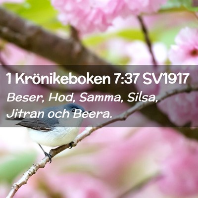 Picture 02 - 1 Krönikeboken 7:37 SV1917 - Beser, Hod, Samma, Silsa, Jitran och - Bible Verse Picture