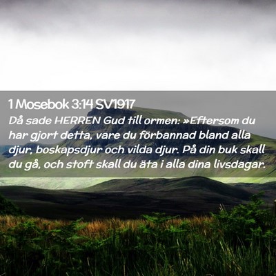 Picture 02 - 1 Mosebok 3:14 SV1917 - Då sade HERREN Gud till ormen: »Eftersom du har - Bible Verse Picture