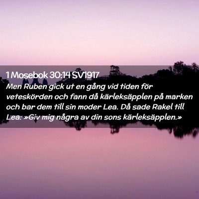 Picture 02 - 1 Mosebok 30:14 SV1917 - Men Ruben gick ut en gång vid tiden för - Bible Verse Picture