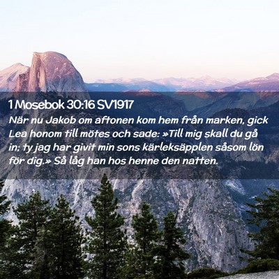 Picture 02 - 1 Mosebok 30:16 SV1917 - När nu Jakob om aftonen kom hem från marken, - Bible Verse Picture