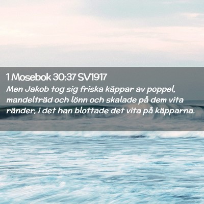 Picture 02 - 1 Mosebok 30:37 SV1917 - Men Jakob tog sig friska käppar av poppel, - Bible Verse Picture