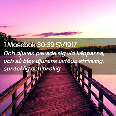 Picture 02 - 1 Mosebok 30:39 SV1917 - Och djuren parade sig vid käpparna, och så blev - Bible Verse Picture