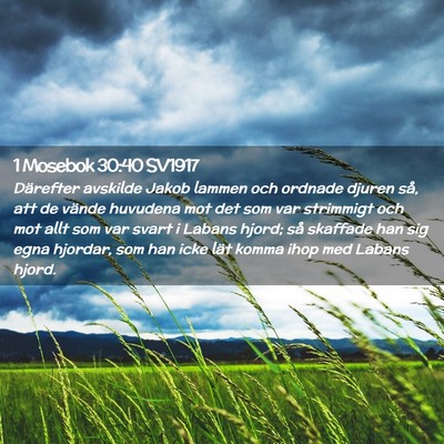 Picture 02 - 1 Mosebok 30:40 SV1917 - Därefter avskilde Jakob lammen och ordnade - Bible Verse Picture