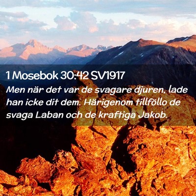 Picture 02 - 1 Mosebok 30:42 SV1917 - Men när det var de svagare djuren, lade han icke - Bible Verse Picture