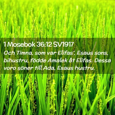 Picture 02 - 1 Mosebok 36:12 SV1917 - Och Timna, som var Elifas', Esaus sons, bihustru, - Bible Verse Picture