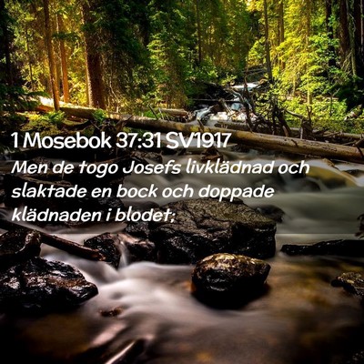 Picture 02 - 1 Mosebok 37:31 SV1917 - Men de togo Josefs livklädnad och slaktade en - Bible Verse Picture