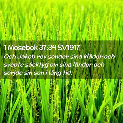 Picture 02 - 1 Mosebok 37:34 SV1917 - Och Jakob rev sönder sina kläder och svepte - Bible Verse Picture