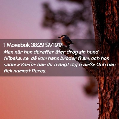 Picture 02 - 1 Mosebok 38:29 SV1917 - Men när han därefter åter drog sin hand - Bible Verse Picture