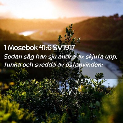 Picture 02 - 1 Mosebok 41:6 SV1917 - Sedan såg han sju andra ax skjuta upp, tunna och - Bible Verse Picture