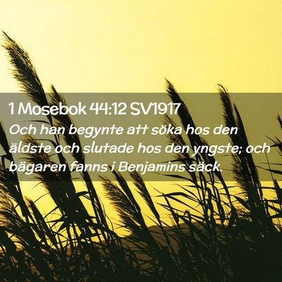 Picture 02 - 1 Mosebok 44:12 SV1917 - Och han begynte att söka hos den äldste och - Bible Verse Picture