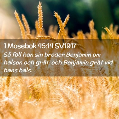 Picture 02 - 1 Mosebok 45:14 SV1917 - Så föll han sin broder Benjamin om halsen och - Bible Verse Picture
