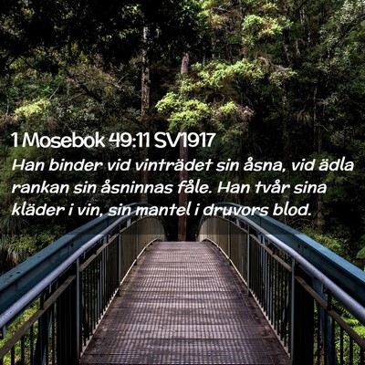 Picture 02 - 1 Mosebok 49:11 SV1917 - Han binder vid vinträdet sin åsna, vid ädla - Bible Verse Picture