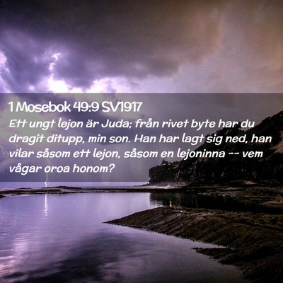 Picture 02 - 1 Mosebok 49:9 SV1917 - Ett ungt lejon är Juda; från rivet byte har du - Bible Verse Picture
