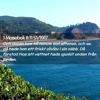 Picture 02 - 1 Mosebok 8:11 SV1917 - Och duvan kom till honom mot aftonen, och se, då - Bible Verse Picture