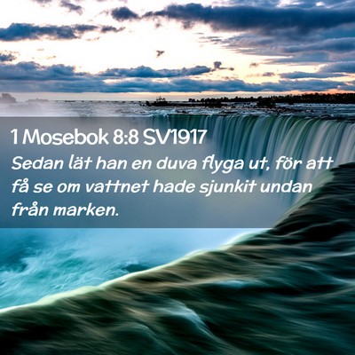 Picture 02 - 1 Mosebok 8:8 SV1917 - Sedan lät han en duva flyga ut, för att få se - Bible Verse Picture