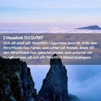 Picture 02 - 2 Mosebok 11:5 SV1917 - Och då skall allt förstfött i Egyptens land - Bible Verse Picture