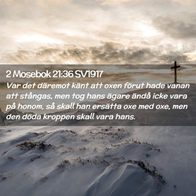Picture 02 - 2 Mosebok 21:36 SV1917 - Var det däremot känt att oxen förut hade vanan - Bible Verse Picture