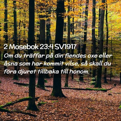 Picture 02 - 2 Mosebok 23:4 SV1917 - Om du träffar på din fiendes oxe eller åsna - Bible Verse Picture
