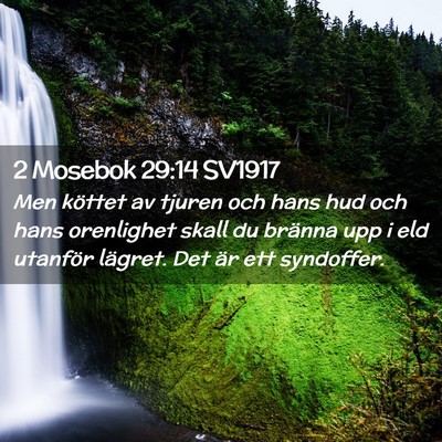 Picture 02 - 2 Mosebok 29:14 SV1917 - Men köttet av tjuren och hans hud och hans - Bible Verse Picture