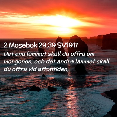 Picture 02 - 2 Mosebok 29:39 SV1917 - Det ena lammet skall du offra om morgonen, och - Bible Verse Picture