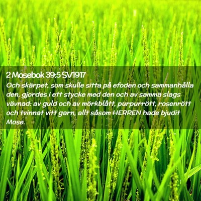 Picture 02 - 2 Mosebok 39:5 SV1917 - Och skärpet, som skulle sitta på efoden och - Bible Verse Picture