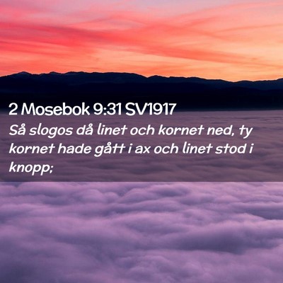 Picture 02 - 2 Mosebok 9:31 SV1917 - Så slogos då linet och kornet ned, ty kornet - Bible Verse Picture