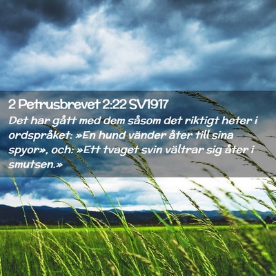 Picture 02 - 2 Petrusbrevet 2:22 SV1917 - Det har gått med dem såsom det riktigt heter i - Bible Verse Picture