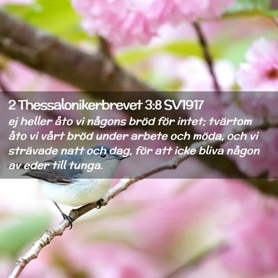 Picture 02 - 2 Thessalonikerbrevet 3:8 SV1917 - ej heller åto vi någons bröd för intet; - Bible Verse Picture