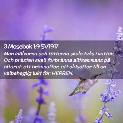 Picture 02 - 3 Mosebok 1:9 SV1917 - Men inälvorna och fötterna skola tvås i - Bible Verse Picture