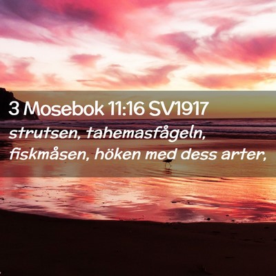 Picture 02 - 3 Mosebok 11:16 SV1917 - strutsen, tahemasfågeln, fiskmåsen, höken med - Bible Verse Picture